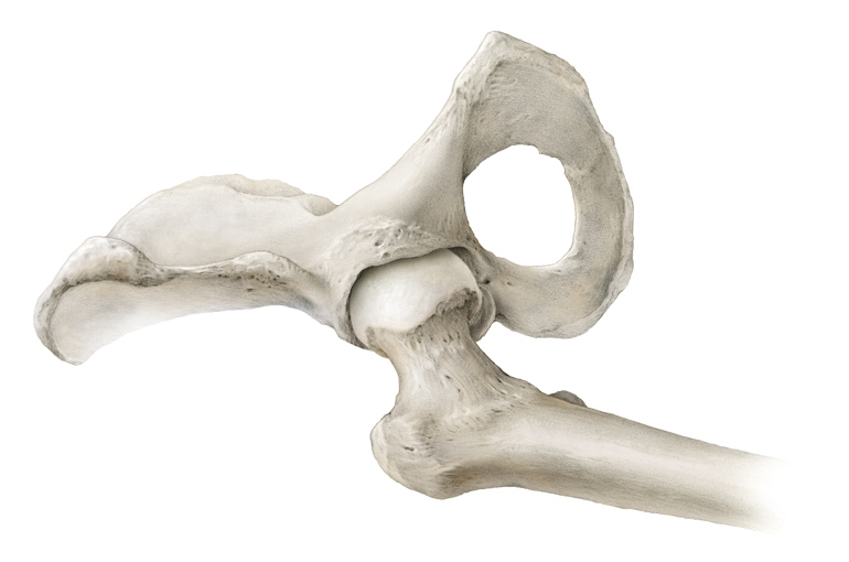 home – medical art / scientific art